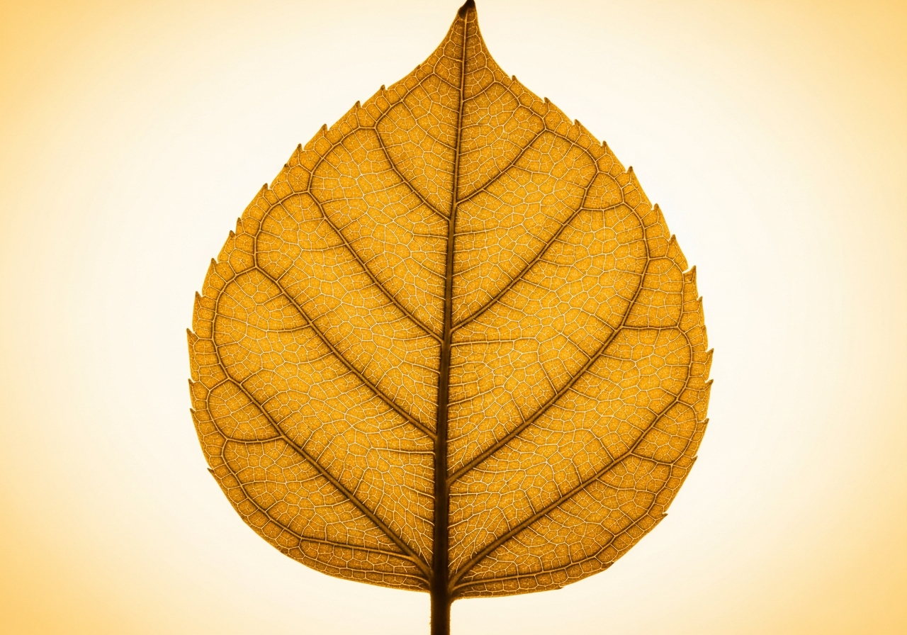 Backlit leaf vascular network — living systems, cellular pathways